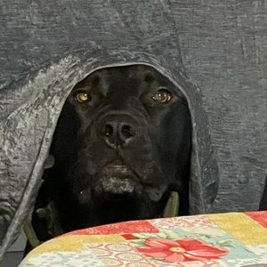 Meet your Posher, Alex